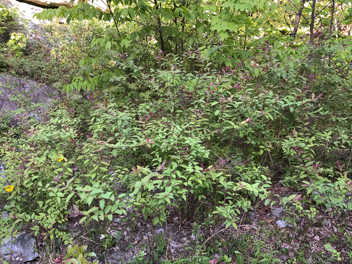 image of Spiraea japonica, Japanese Spiraea