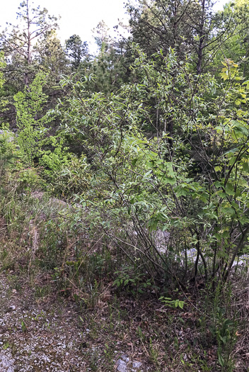 image of Salix humilis, Upland Willow, Prairie Willow