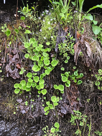 image of Parnassia asarifolia, Kidneyleaf Grass-of-Parnassus, Appalachian Grass-of-Parnassus, Brook Parnassia, Appalachian Parnassia