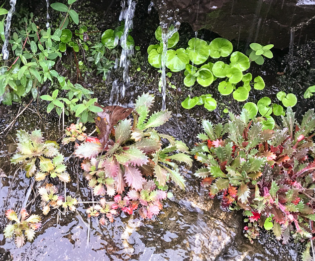 image of Micranthes petiolaris var. petiolaris, Michaux's Saxifrage, Cliff Saxifrage