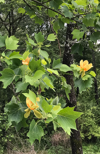 image of Liriodendron tulipifera var. tulipifera, Tuliptree, Yellow Poplar, Whitewood