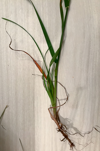 image of Dactylis glomerata, Orchard Grass