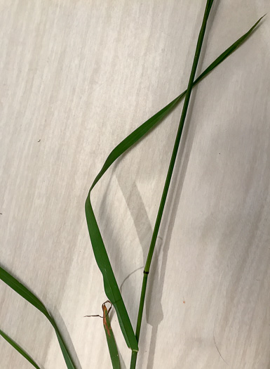 image of Dactylis glomerata, Orchard Grass
