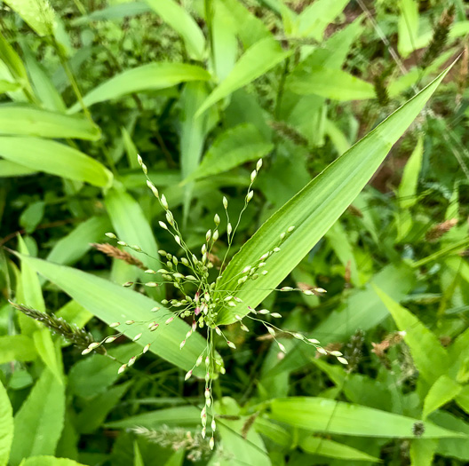 image of Dichanthelium clandestinum, Deer-tongue Witchgrass