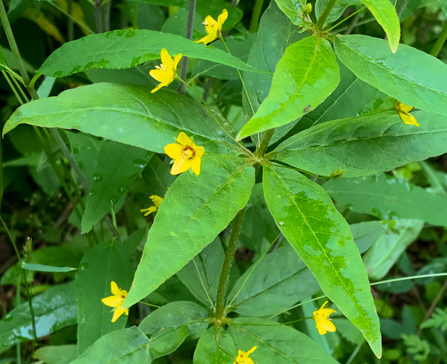 Lysimachia quadrifolia, Whorled Loosestrife