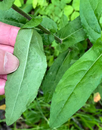 image of Symphyotrichum patens var. patens, Late Purple Aster, Common Clasping Aster, Late Blue Aster, Skydrop Aster