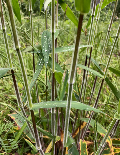 image of Dichanthelium scoparium, Velvet Witchgrass