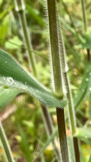 image of Dichanthelium scoparium, Velvet Witchgrass