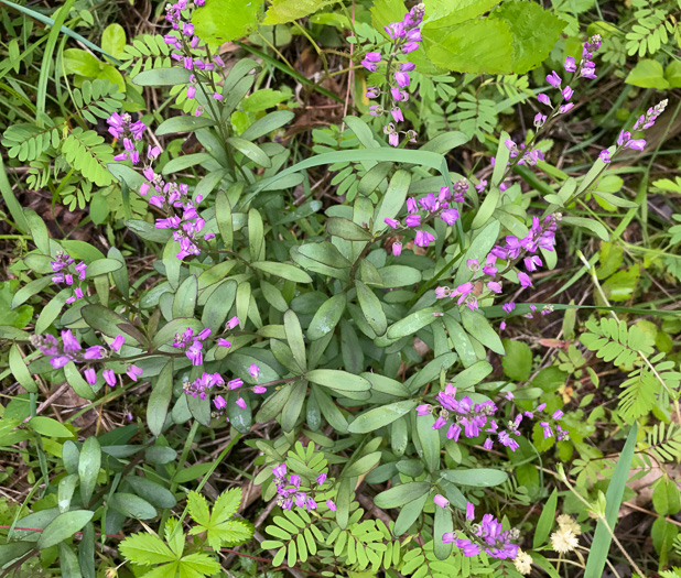 image of Polygala polygama, Racemed Milkwort, Bitter Milkwort