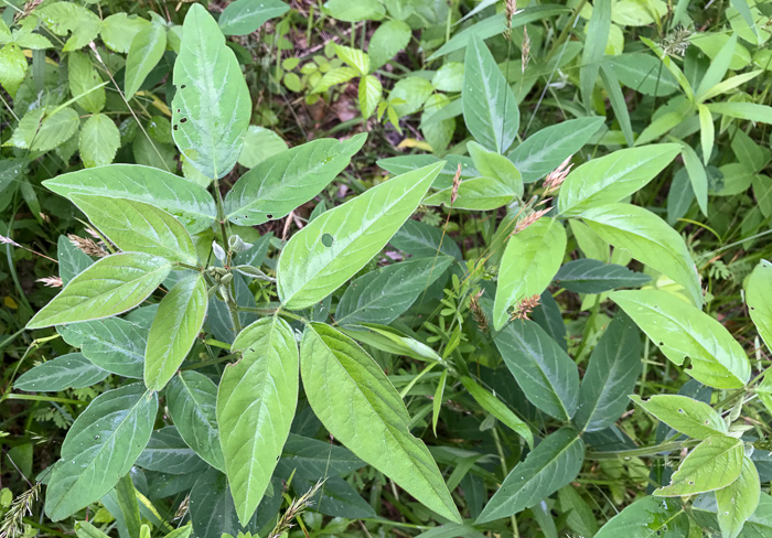 image of Desmodium glabellum, Tall Tick-trefoil, Dillen's Tick-trefoil