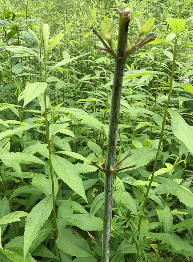 image of Eutrochium fistulosum, Hollow-stem Joe-pye-weed