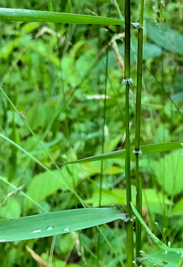 image of Dichanthelium microcarpon, Small-fruited Witchgrass