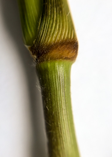 image of Dichanthelium clandestinum, Deer-tongue Witchgrass