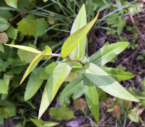 image of Solidago odora, Licorice Goldenrod, Sweet Goldenrod, Anise Goldenrod, Anise-scented Goldenrod