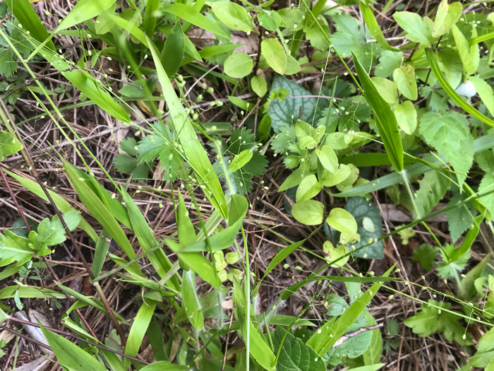 image of Dichanthelium acuminatum var. fasciculatum, Slender-stemmed Witchgrass, Western Woolly Witchgrass