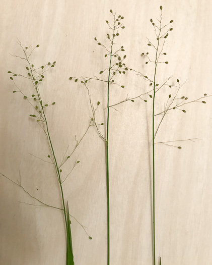 image of Dichanthelium acuminatum var. fasciculatum, Slender-stemmed Witchgrass, Western Woolly Witchgrass