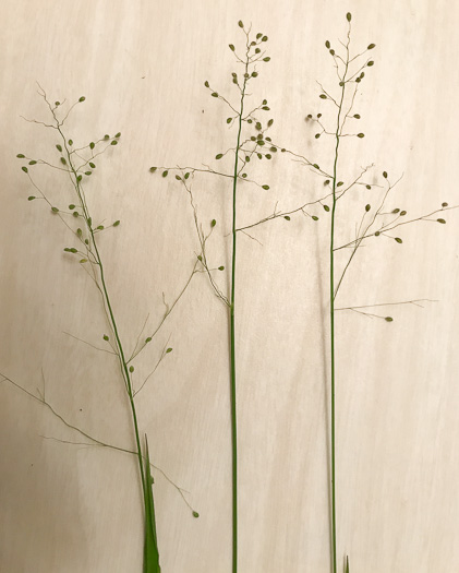 panicle