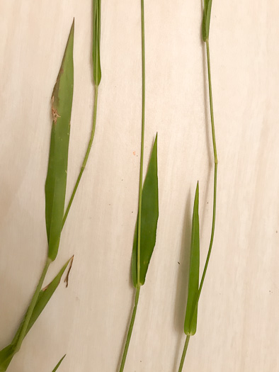 image of Dichanthelium acuminatum var. fasciculatum, Slender-stemmed Witchgrass, Western Woolly Witchgrass