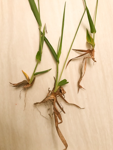 image of Dichanthelium acuminatum var. fasciculatum, Slender-stemmed Witchgrass, Western Woolly Witchgrass