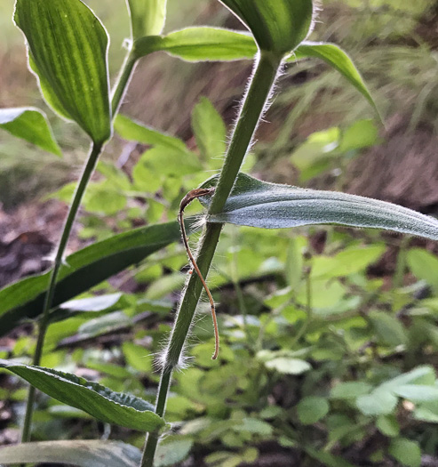 image of Dichanthelium boscii, Bosc's Witchgrass