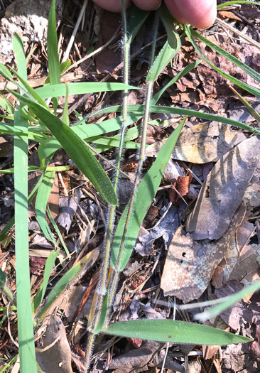 image of Dichanthelium villosissimum var. villosissimum, White-haired Witchgrass