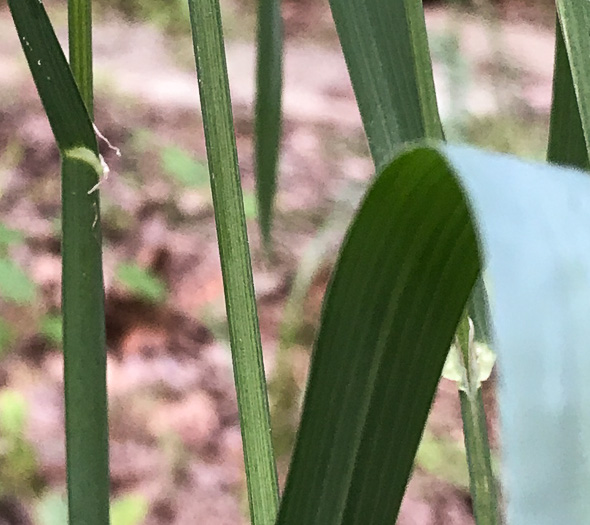 image of Dactylis glomerata, Orchard Grass