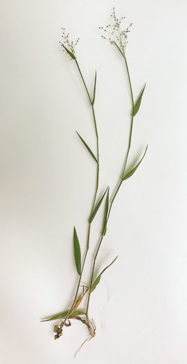 image of Dichanthelium villosissimum var. villosissimum, White-haired Witchgrass