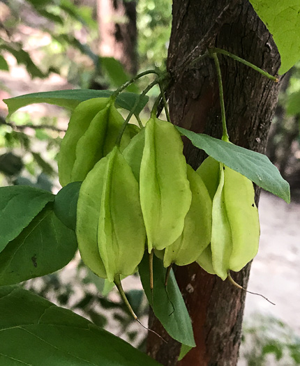 image of Halesia tetraptera var. tetraptera, Common Silverbell