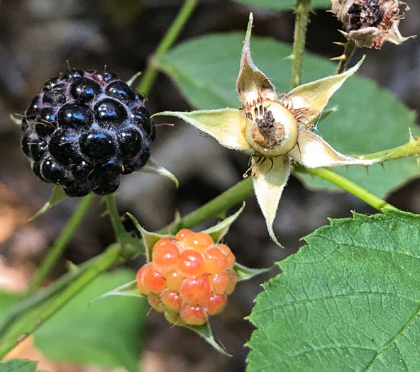sepals or bracts of Rubus occidentalis, Black Raspberry