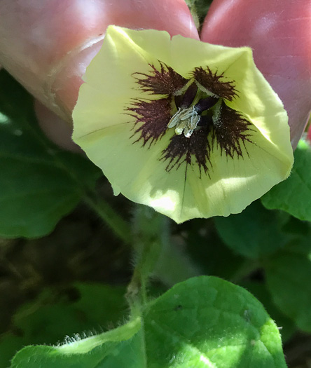 image of Physalis heterophylla, Clammy Ground-cherry