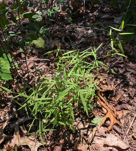 image of Dichanthelium dichotomum var. dichotomum, Forked Witchgrass