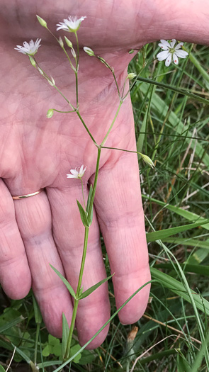 image of Stellaria graminea, Lesser Stitchwort, Grassleaf Starwort, Common Stitchwort