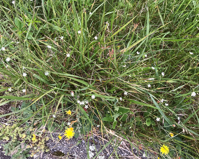 image of Stellaria graminea, Lesser Stitchwort, Grassleaf Starwort, Common Stitchwort