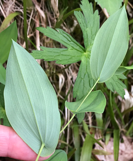 image of Uvularia perfoliata, Perfoliate Bellwort