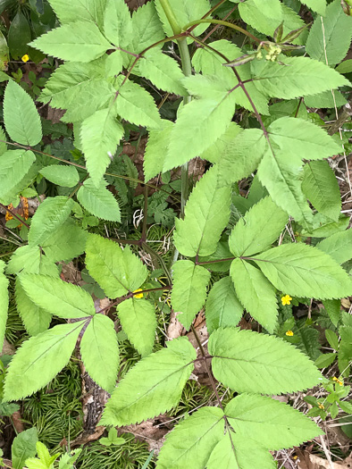 leaf or frond of Ligusticum canadense, American Lovage