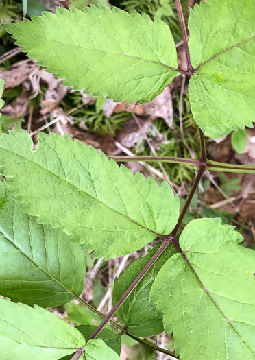 image of Ligusticum canadense, American Lovage