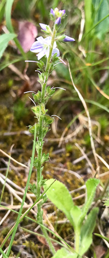 image of Veronica officinalis, Common Speedwell, Gypsyweed, Heath Speedwell