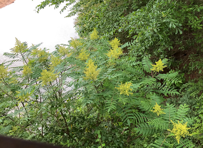 image of Rhus glabra, Smooth Sumac, Common Sumac