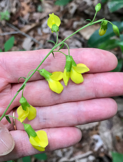 image of Thermopsis fraxinifolia, Ashleaf Golden-banner