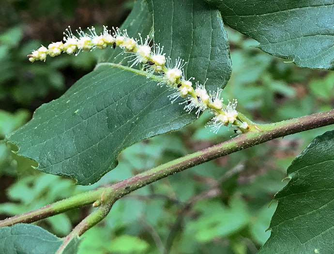 image of Castanea pumila, Common Chinquapin, Chinkapin, Allegheny Chinquapin