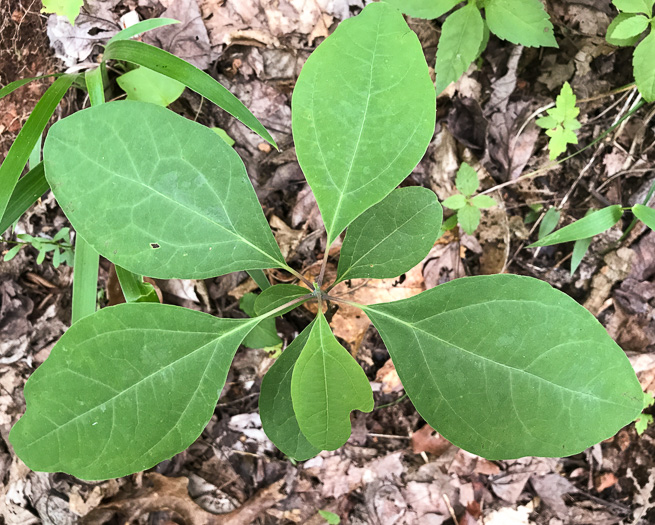 image of Sassafras albidum, Sassafras