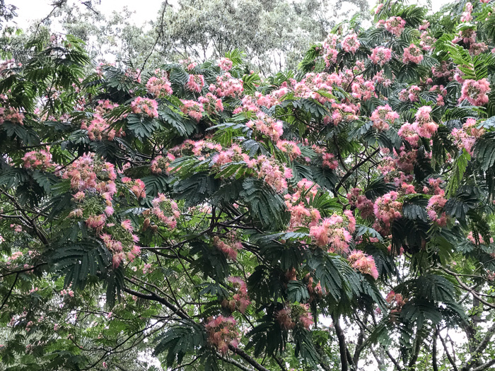 image of Albizia julibrissin, Mimosa, Silktree, Albizia