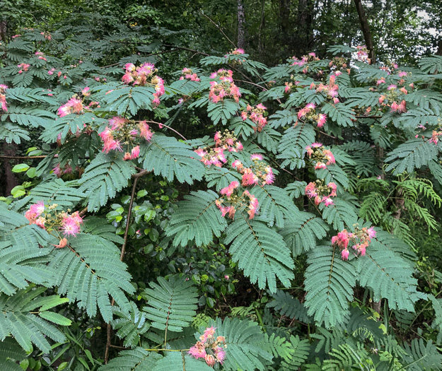 image of Albizia julibrissin, Mimosa, Silktree, Albizia