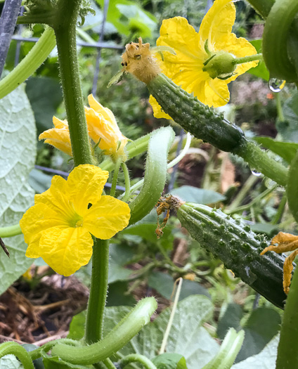 image of Cucumis sativus, Cucumber