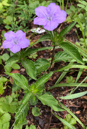 image of Ruellia caroliniensis, Carolina Wild-petunia, Common Wild-petunia, Hairy Ruellia