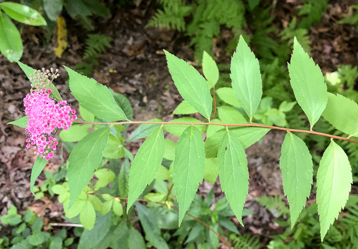 image of Spiraea japonica, Japanese Spiraea