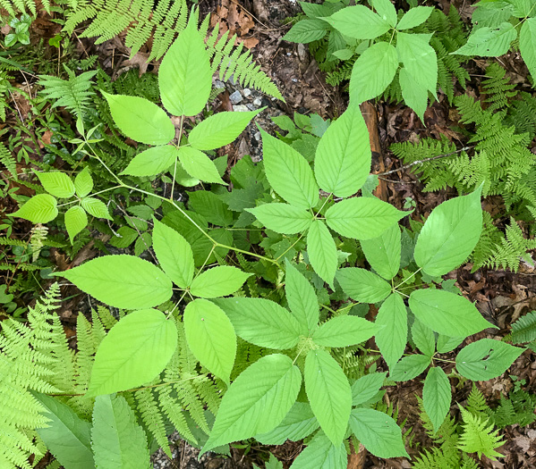 image of Rubus canadensis, Smooth Blackberry, Thornless Blackberry