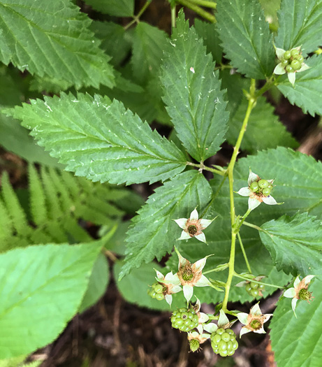 image of Rubus canadensis, Smooth Blackberry, Thornless Blackberry