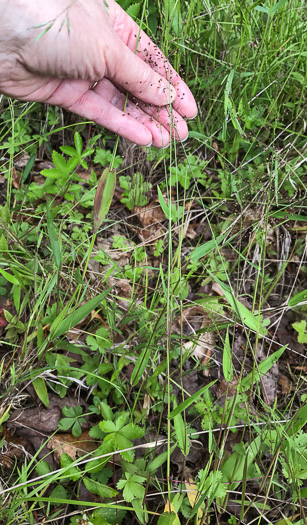 image of Dichanthelium sphaerocarpon, Round-fruited Witchgrass, Roundseed Witchgrass