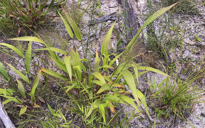 image of Dichanthelium polyanthes, Many-flowered Witchgrass, Small-fruited Witchgrass, Roundseed Witchgrass